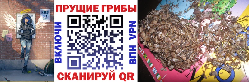 Псилоцибиновые грибы прущие грибы  Великий Устюг 